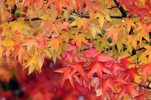 Biosphoto | 1480246 | Liquidambar leaves in autumn Franche-Comté France | &copy; Dominique Delfino / Biosphoto
