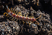 Biosphoto | 2621334 | Lithobie à pinces (Lithobius forficatus), myriapode prédateur, Parc national des Cévennes, France | &copy; Philippe Lebeaux / Biosphoto