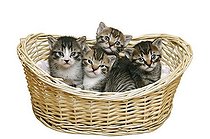 Biosphoto | 1186016 | Litter of 16-day old kittens in a basket | &copy; Simon Belcher / imageBROKER / Biosphoto