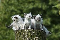 Biosphoto | 1490171 | Litter of Radoll kittens sitting on a tree trunk | &copy; Picani / imageBROKER / Biosphoto
