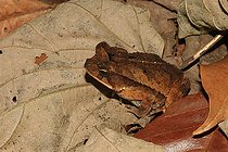 Biosphoto | 2395148 | Litter toad (Rhaebo haematiticus), Costa Rica | &copy; Jean-François Noblet / Biosphoto