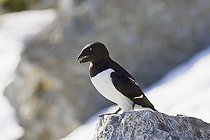 Biosphoto | 1634208 | Little Auk (Alle alle) carrying nesting material in its beak, Spitsbergen, Norway, Europe | &copy; Konrad Wothe / imageBROKER / Biosphoto