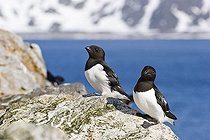 Biosphoto | 1489110 | Little Auks (Alle alle), Spitsbergen, Norway, Europe | &copy; Konrad Wothe / imageBROKER / Biosphoto