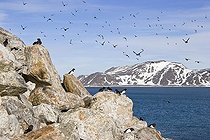 Biosphoto | 1492270 | Little Auks (Alle alle), Spitsbergen, Norway, Europe | &copy; Konrad Wothe / imageBROKER / Biosphoto