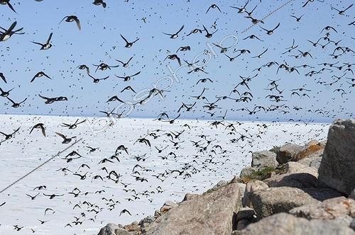 Biosphoto | 2046794 | Little Auks in flight - Kap Hoegh Greenland | &copy; Régis Cavignaux / Biosphoto
