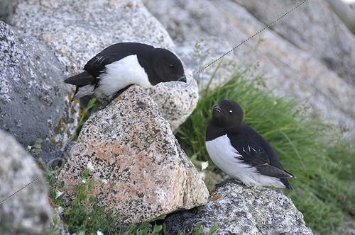 Biosphoto | 2046803 | Little Auks on rock - Kap Hoegh Greenland ; Couple near its nest | &copy; Régis Cavignaux / Biosphoto
