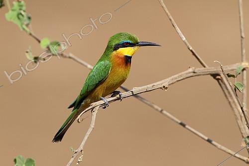 Biosphoto | 2204202 | Little Bee-eater (Merops pusillus) adult male perched on a low branch on the lookout for insects, Northern Tanzania | &copy; Jean Mayet / Biosphoto