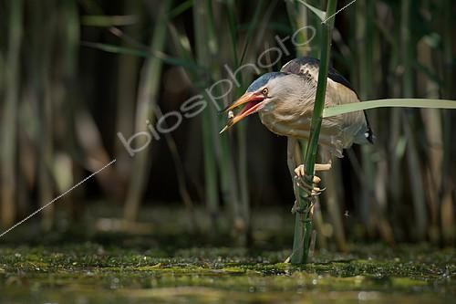 Biosphoto | 2404702 | Little Bittern (Ixobrychus minutus) foraging, Bulgaria | &copy; Marco Fabbri / BIA / Biosphoto