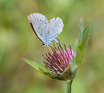 Biosphoto | 2449527 | Little Blue (Cupido minimus) female laying eggs on Red clover (Trifolium pratense) Vosges du Nord Regional Natural Park, France | &copy; Michel Rauch / Biosphoto