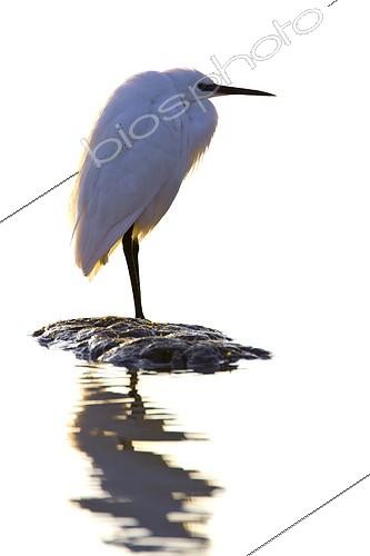 Biosphoto | 1365635 | Little Egret at sunrise on the pond of Vaccarès France | &copy; Pierre Huguet-Dubief / Biosphoto