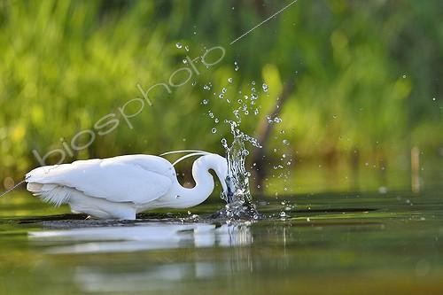 Biosphoto | 2007904 | Little Egret catching a fish - Dombes France | &copy; Claude Balcaen / Biosphoto