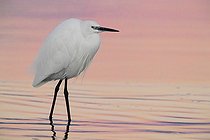 Biosphoto | 2423124 | Little Egret (Egretta garzetta), adult in winter plumage standing in the water before the sunrise, Campania, Italy | &copy; Saverio Gatto / Biosphoto