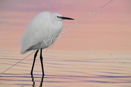 Biosphoto | 2423124 | Little Egret (Egretta garzetta), adult in winter plumage standing in the water before the sunrise, Campania, Italy | &copy; Saverio Gatto / Biosphoto