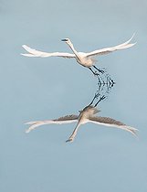 Biosphoto | 2450460 | Little egret (Egretta garzetta) flying out of a swamp on a windless day | &copy; Marc Tisseau / Biosphoto