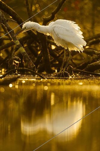 Biosphoto | 2553949 | Little Egret (Egretta garzetta) on the bank at sunset, Sologne, Loir et Cher, France | &copy; Guy Van Langenhove / Biosphoto