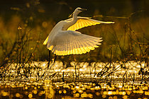Biosphoto | 2609023 | Little egret (Egretta garzetta) taking flight, Sologne pond, Loir-et-Cher, Centre-Val de Loire, France | &copy; Guy Van Langenhove / Biosphoto