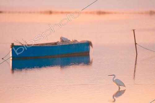 Biosphoto | 2433390 | Little egret (Egretta garzetta) walking around a blue boat in Ebro delta Natural Park, Spain | &copy; Marc Homs & Pepi Compte / Biosphoto