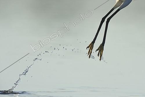 Biosphoto | 1469157 | Little Egret flying away from the river Allier France  | &copy; Fabrice Cahez / Biosphoto