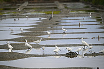 Biosphoto | 2621674 | Little egrets (Egretta garzetta) fishing in a salt marsh, Brittany, France. | &copy; Guy Piton / Biosphoto