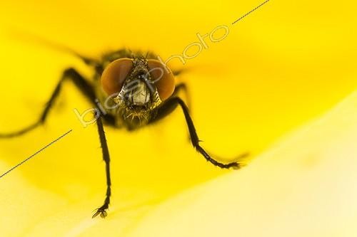 Biosphoto | 2008921 | Little Fly Platypalpus mating in a yellow Rose-Alsace France | &copy; Benoît Personnaz / Biosphoto