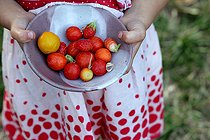 Biosphoto | 2450832 | Little girl harvesting in the garden, France | &copy; Patricia Méaille / Biosphoto