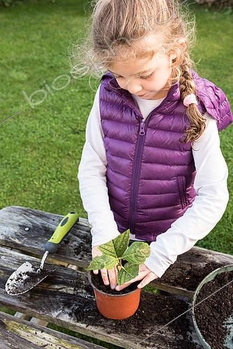 Biosphoto | 2103240 | Little girl making a cutting from an hydrangea | &copy; Yann Avril / Biosphoto