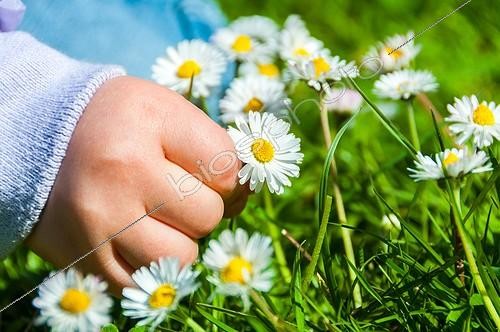 Biosphoto | 2012226 | Little girl picking a lawndaisy | &copy; Yann Avril / Biosphoto