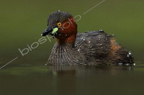 Biosphoto | 2410496 | Little Grebe (Tachybaptus ruficollis), Maharashtra, India | &copy; Siddharth Damle / BIA / Biosphoto