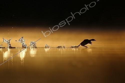 Biosphoto | 2086715 | Little Grebe (Tachybaptus ruficollis) taking off the water at dawn, Grand Est, France | &copy; Cédric Join / Biosphoto