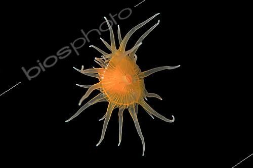 Biosphoto | 2616197 | Little Jellyfish. Night dive site. Jahir. Bitung. Lembeh Strait. Indonesia. | &copy; Jean Cassou / Biosphoto