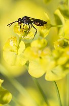 Biosphoto | 2166660 | Little Nomad Bee (Nomada flavoguttata) on Cypress spurge (Euphorbia cyparissias), Regional Natural Park of Vosges du Nord, France | &copy; Michel Rauch / Biosphoto