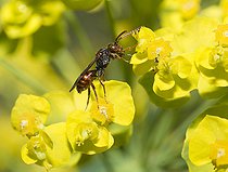 Biosphoto | 2166662 | Little Nomad Bee (Nomada flavoguttata) on Cypress spurge (Euphorbia cyparissias), Regional Natural Park of Vosges du Nord, France | &copy; Michel Rauch / Biosphoto