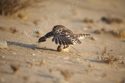 Biosphoto | 2082591 | Little owl (Athena noctua) hunting Eastern Arabian spiny mouse (Acomys dimidiatus), Najd Plateau, Saudi Arabia | &copy; Olivier Couppey / Biosphoto