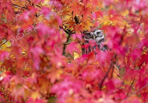 Biosphoto | 2438172 | Little owl (Athena noctua) perched amongst red leaves, England | &copy; Frédéric Desmette / Biosphoto
