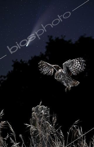 Biosphoto | 2498439 | Little Owl (Athene noctua) landing at night and comet, Salamanca, Castilla y León, Spain | &copy; Mario Cea Sanchez / Biosphoto