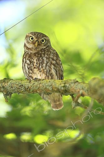 Biosphoto | 2608201 | Little owl (Athene noctua) lying in wait on a branch, France | &copy; Christophe Perelle / Biosphoto