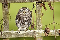 Biosphoto | 2091054 | Little Owl (Athene noctua) on a fence and Clematis in winter, France | &copy; Frank Deschandol & Philippe Sabine / Biosphoto