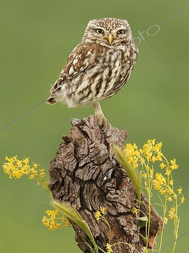 Biosphoto | 2088752 | Little Owl (Athene noctua) on stump, Salamanca, Castilla y León, Spain | &copy; Mario Cea Sanchez / Biosphoto