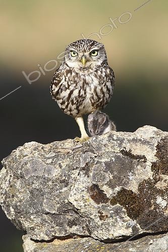Biosphoto | 2274458 | Little Owl (Athene noctua) with prey in talons, Europe | &copy; Emile Barbelette / Biosphoto