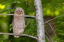 Biosphoto | 2554637 | Little Owl (Athene noctua) young on a branch, Europe | &copy; Christian Fosserat / Biosphoto