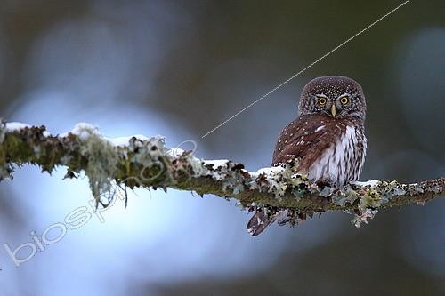 Biosphoto | 2469028 | Little Owl (Glaucidium passerinum) on a branch in an old Vosges forest, France. | &copy; Cédric Join / Biosphoto