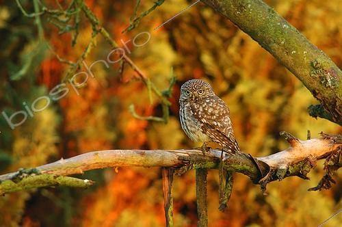 Biosphoto | 1529658 | Little owl on a dead branch in Belgium | &copy; Jean-Pierre Frippiat / Biosphoto