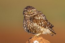 Biosphoto | 2040124 | Little owl on rock - Spain | &copy; Óscar Díez Martínez / Biosphoto
