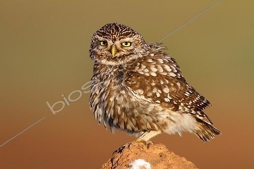 Biosphoto | 2040124 | Little owl on rock - Spain | &copy; Óscar Díez Martínez / Biosphoto