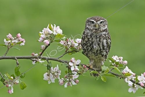Biosphoto | 726057 | Little owl standing on a branch of a flowering apple tree | &copy; Frédéric Desmette / Biosphoto
