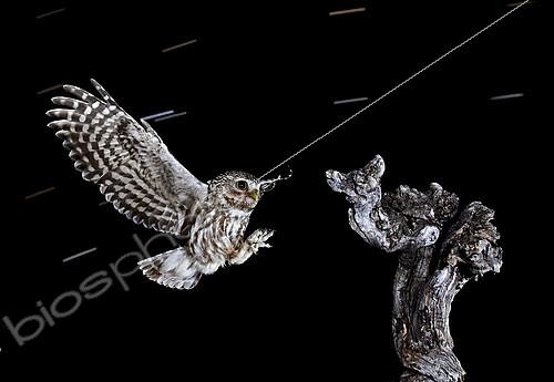 Biosphoto | 2088751 | Little Owls (Athene noctua) landing at night, Salamanca, Castilla y León, Spain | &copy; Mario Cea Sanchez / Biosphoto