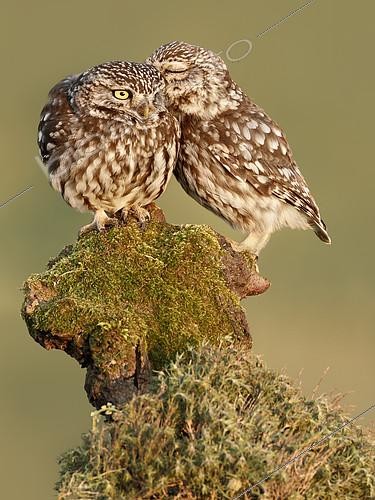 Biosphoto | 2088755 | Little Owls (Athene noctua) on stump, Salamanca, Castilla y León, Spain | &copy; Mario Cea Sanchez / Biosphoto