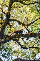 Biosphoto | 2584503 | Little Panda (Ailurus fulgens), Adult male in a tree, Singalila National Park, Nepal | &copy; Sylvain Cordier / Biosphoto