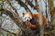 Biosphoto | 2584505 | Little Panda (Ailurus fulgens), Adult male in a tree, Singalila National Park, Nepal | &copy; Sylvain Cordier / Biosphoto