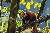 Biosphoto | 2584514 | Little Panda (Ailurus fulgens), Adult male in a tree, Singalila National Park, Nepal | &copy; Sylvain Cordier / Biosphoto